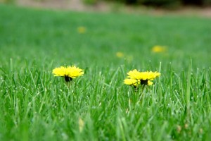 Weedkilling