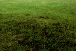Moss killing